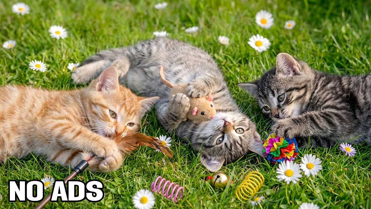 12 Hours Of Cat Healing Music 🐾 Soothing Sounds for Deep Sleep & Relaxation 💖 Cat TV