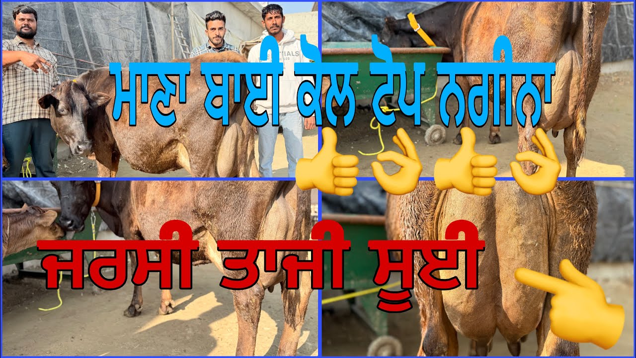 3 ਮਾਰਚ 2026 ਫ਼ੋਨ 8427407053👈 ਮਾਣਾ ਡੇਰੀ ਫਾਰਮ ਪਿੰਡ ਭੋਮਾ ਅੰਮ੍ਰਿਤਸਰ ਜਰਸੀ ਤਾਜ਼ੀ ਸੂਈ 👈🔥🔥👍👍🔥🔥