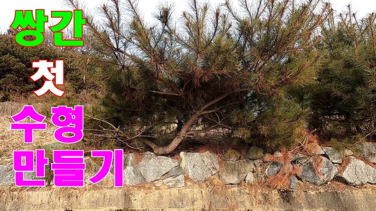 쌍간 첫수형 만들기 1차 -  수형~ 어렵게 생각하지 마세요! #소나무 수형 파악하는법 #소나무 수형 #정원관리 #쌍간수형 #소나무관리 #소나무전지 