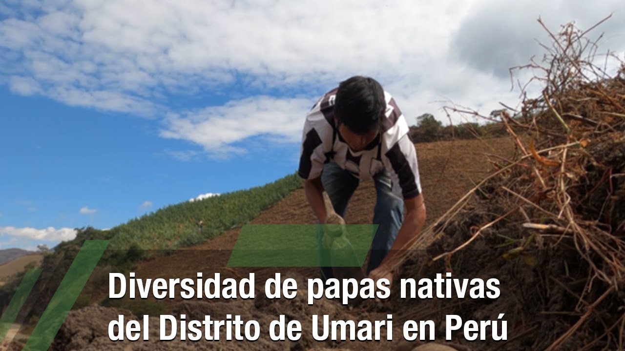 Diversidad de papas nativas del Distrito de Umari en Perú - TvAgro por Juan Gonzalo Angel Restrepo