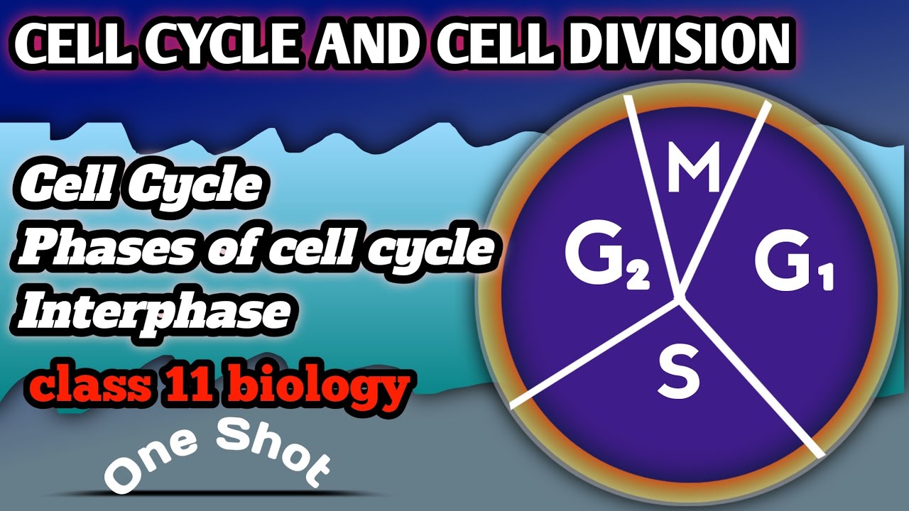 Cell Cycle, Phases of cell cycle, Interphase ।। Cell cycle and cell division Part -1 by Babali mam 