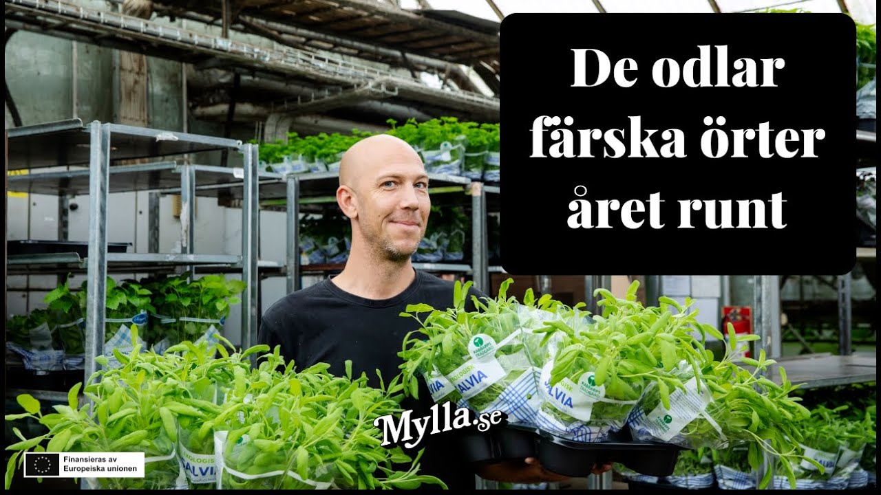 Kabbarps trädgård  - Ekologiska färska kryddor året om