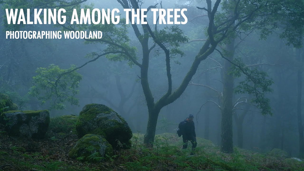 Walking Among the Trees - Photographing Woodland
