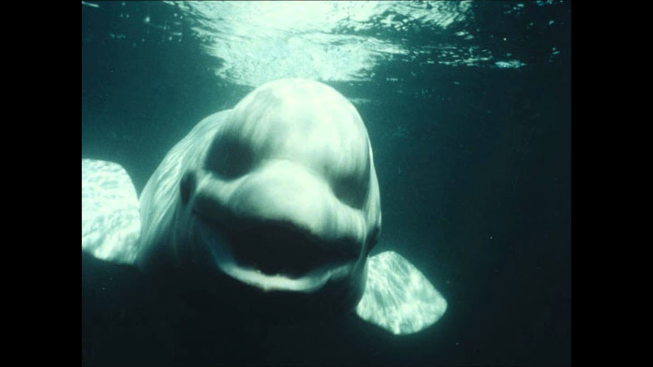 Beluga / White Whale Noc imitates human speech