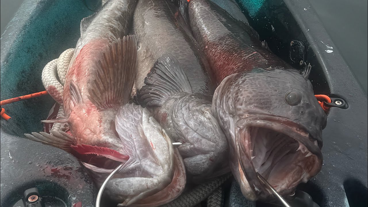 2 Days of kayak fishing the Pacific North West for Big Lingcod