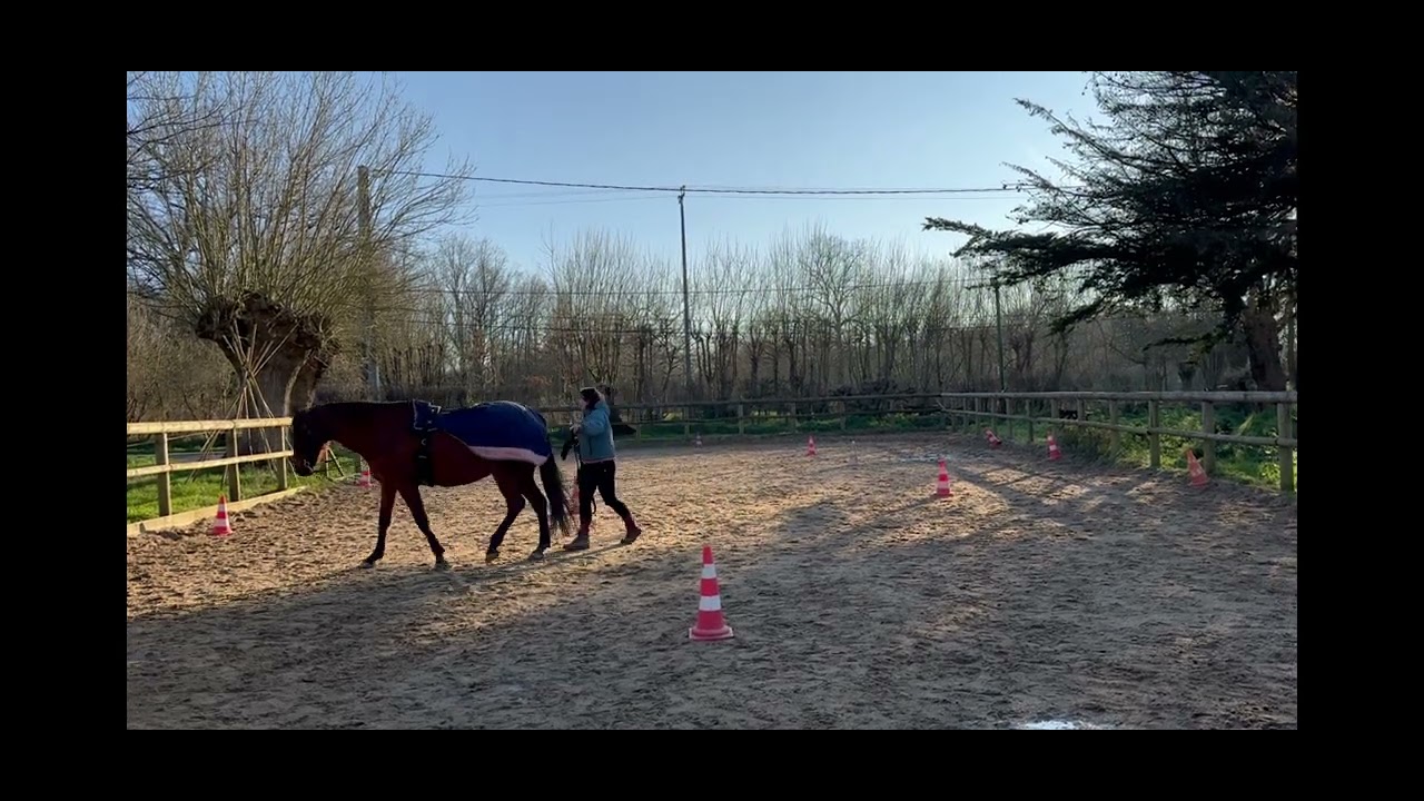 Equifeel Virtuel - Longues rênes - Manche 1