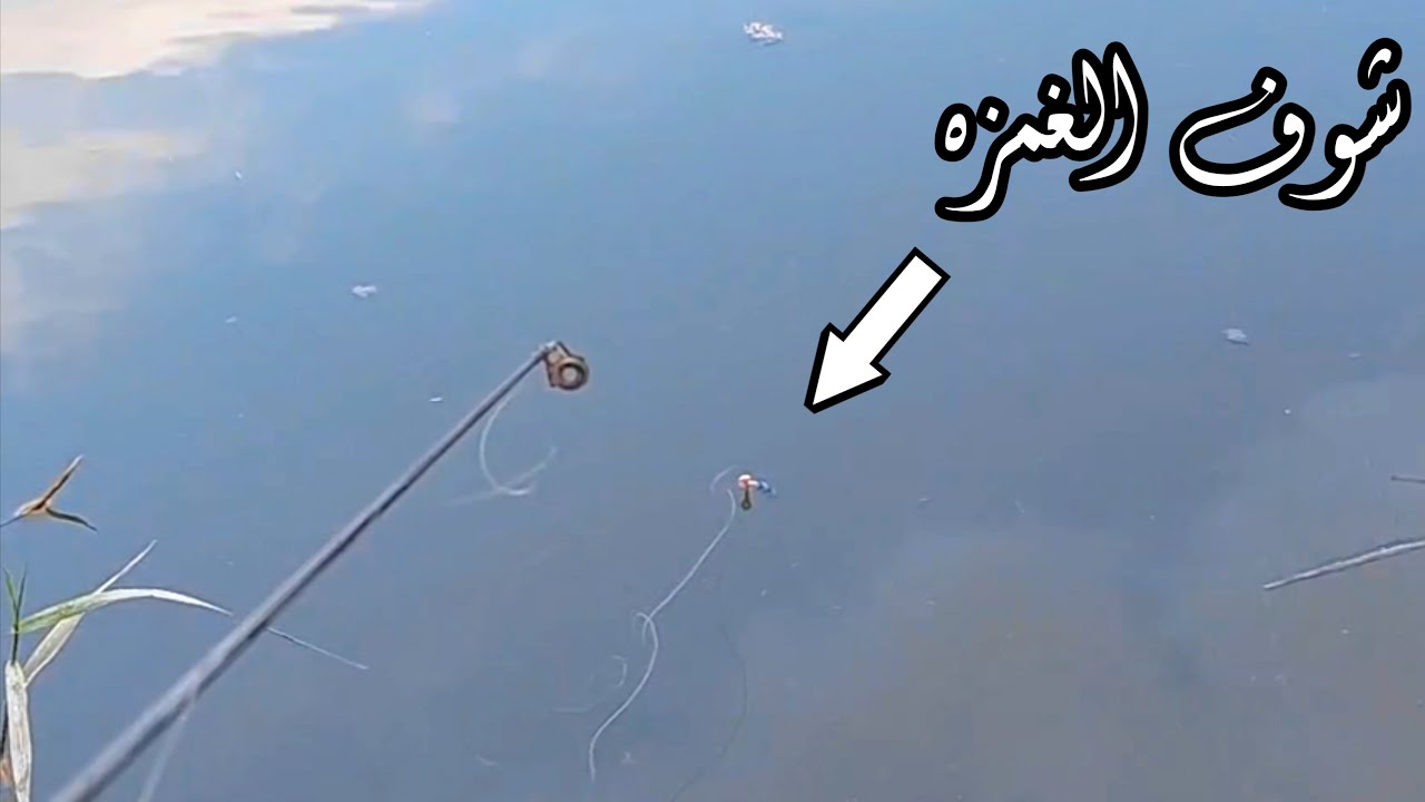 بشاير صيد اسماك البلطي بالغله موسم 2023