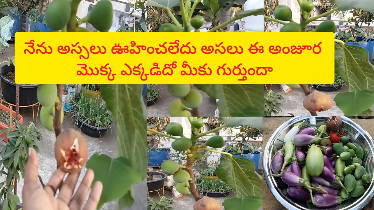 అంటు కట్టిన అంజూర మొక్క ఎంత బాగా కాసిందో చూడండి/హార్వెస్ట్/Ma pushpa thota garden 