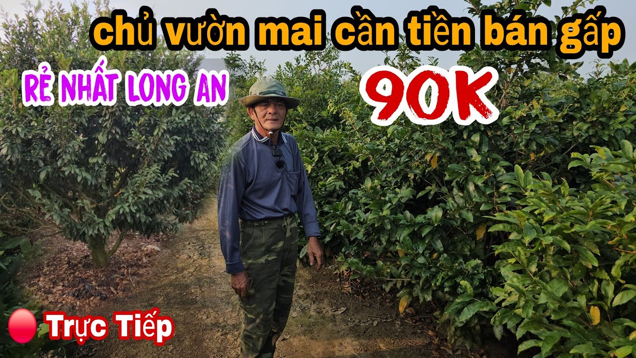 Trời Ơi Chủ Vườn Mai Cần Tiền Bán Gấp Rẻ Nhất Long An Ngay Lúc Này 