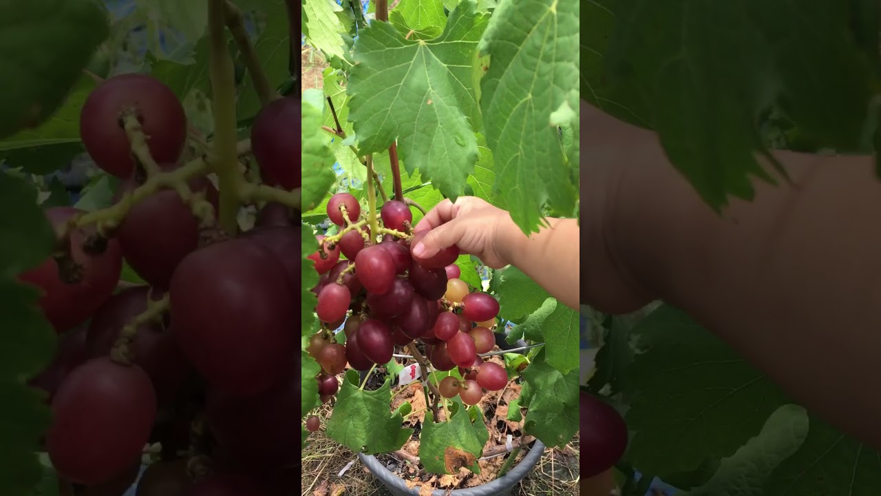 tabulampot anggur ninel