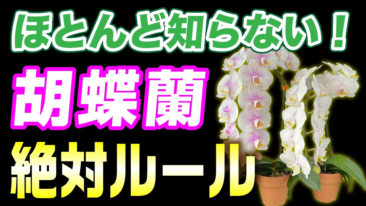 【洋蘭step3】何が違う？〇〇には理屈があった⁉︎綺麗に咲かせるポイントを詳しく解説