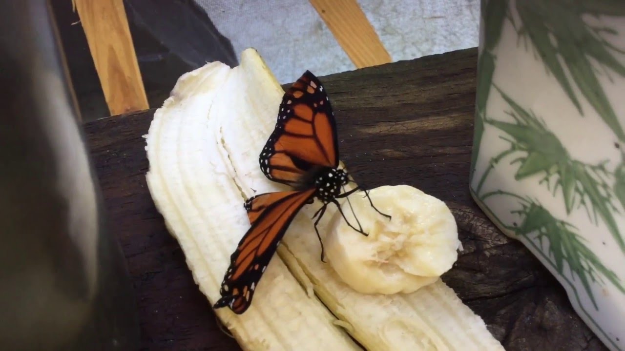 Monarch Butterfly Eating Banana