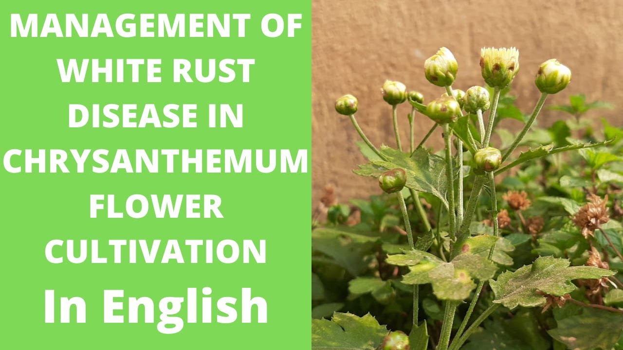 MANAGEMENT OF WHITE RUST DISEASE IN CHRYSANTHEMUM FLOWER CULTIVATION In English