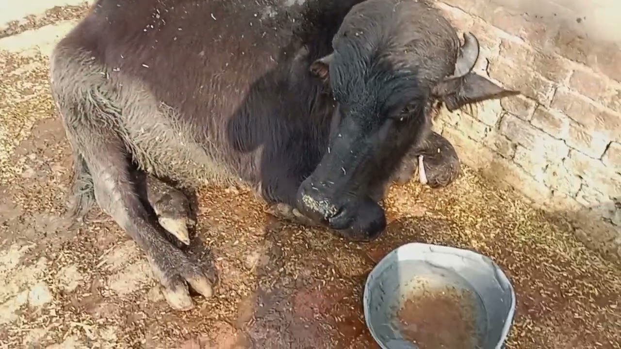 I Made a Mobile Stand from a Stick 😮 | Real Farm Jugaad 🐄