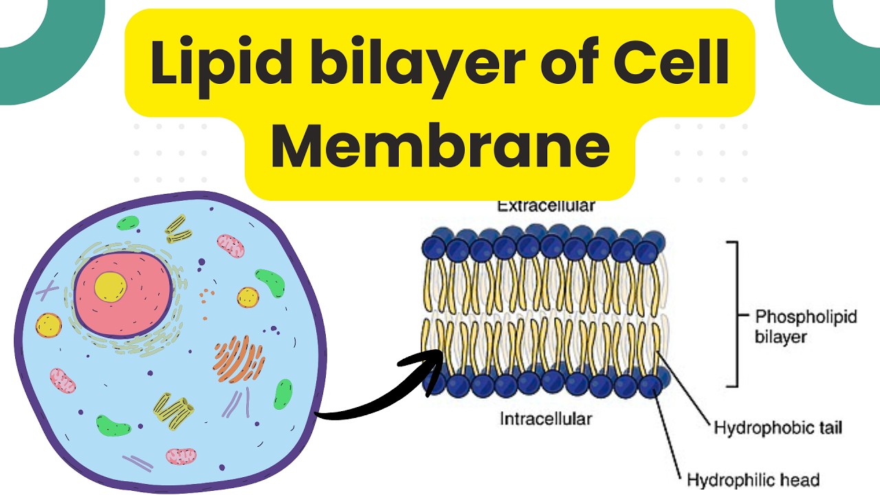 Cell Membrane | Cell Biology