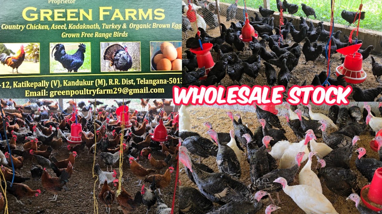 Green farm's kadaknath chicken | Sonali murgiya | turkey bird's farm available in maheshwaram