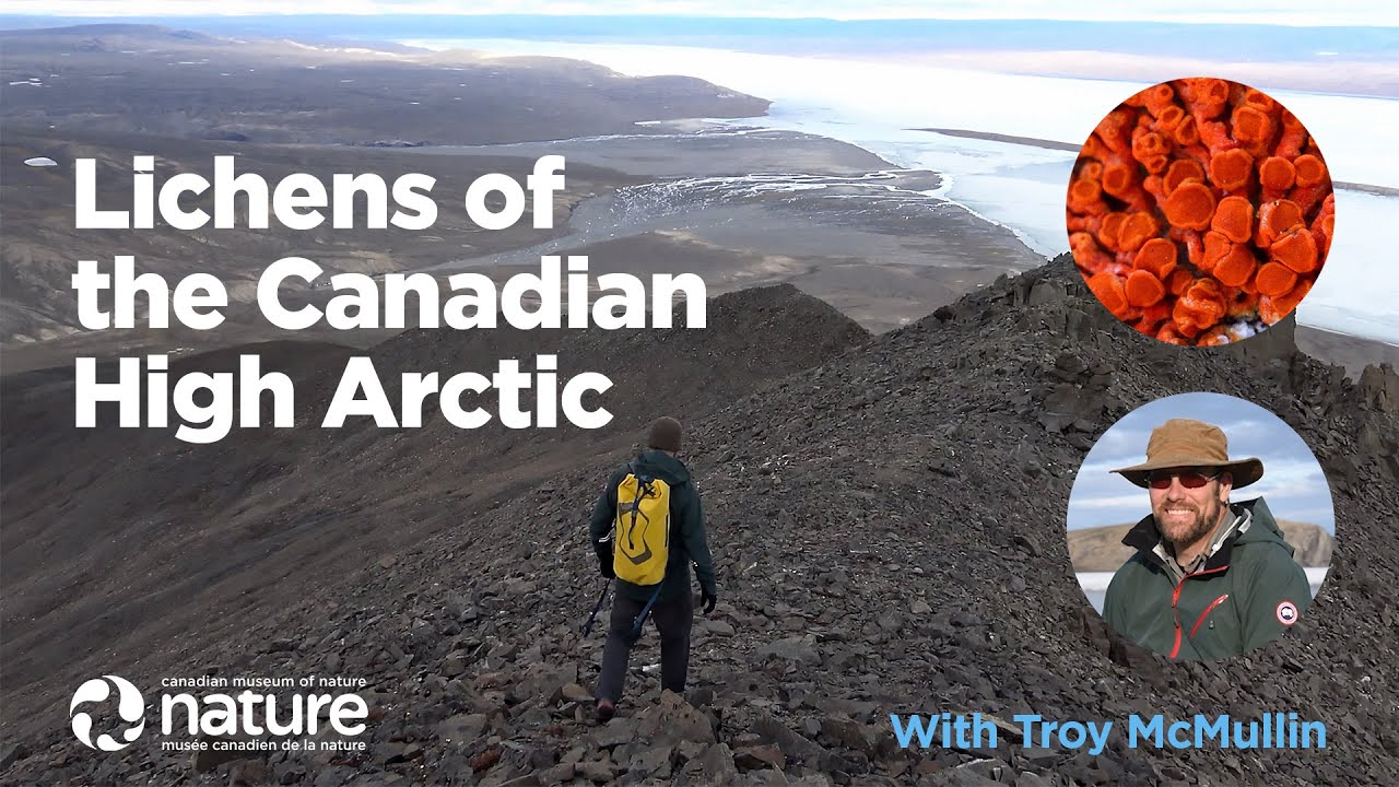 Lichens of the Canadian High Arctic