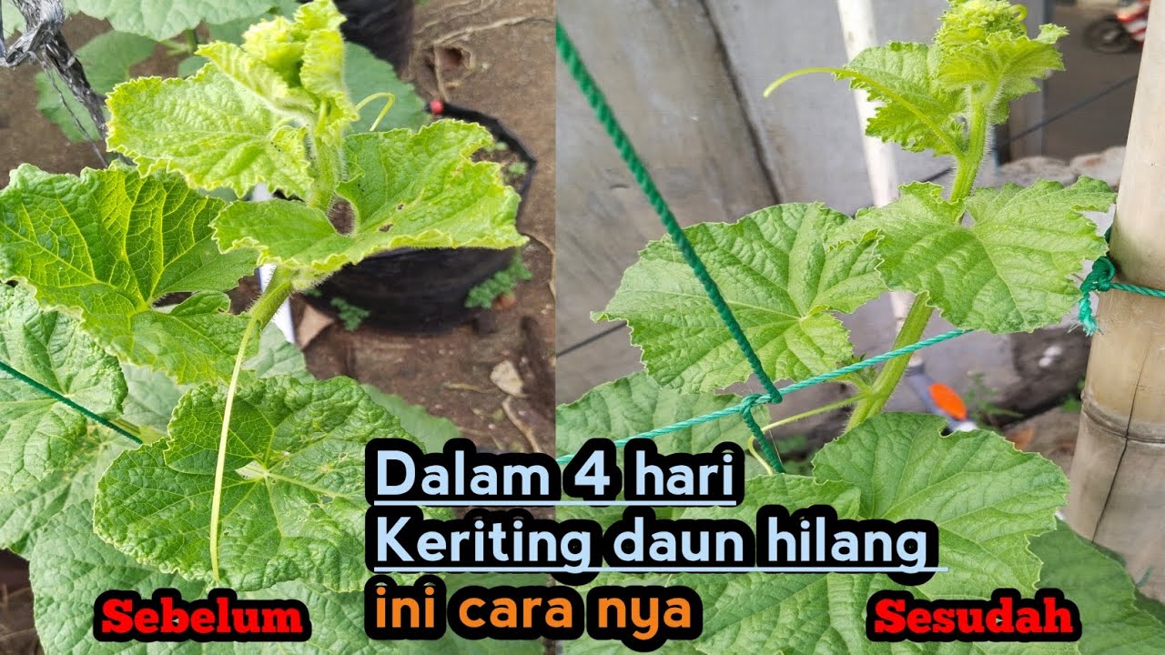 Sangat mudah mengatasi keriting daun pada melon.ini cara mengatasi nya