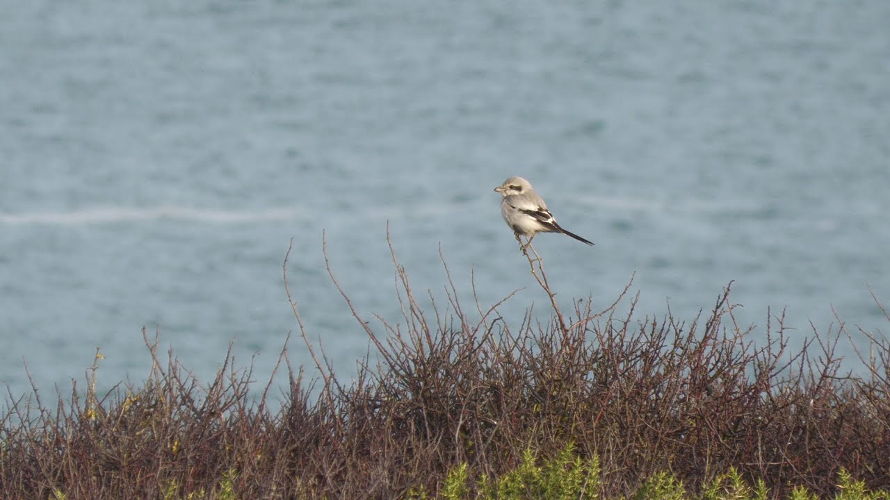 Steppe Grey Shrike (Lanius excubitor pallidirostris) Mullion. Cornwall.
