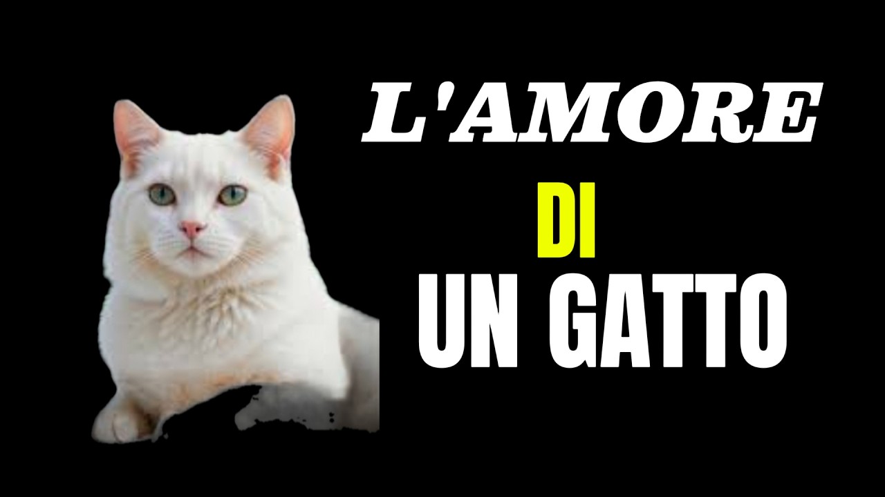 Se Ami i Gatti, Questo Ti Toccherà il Cuore