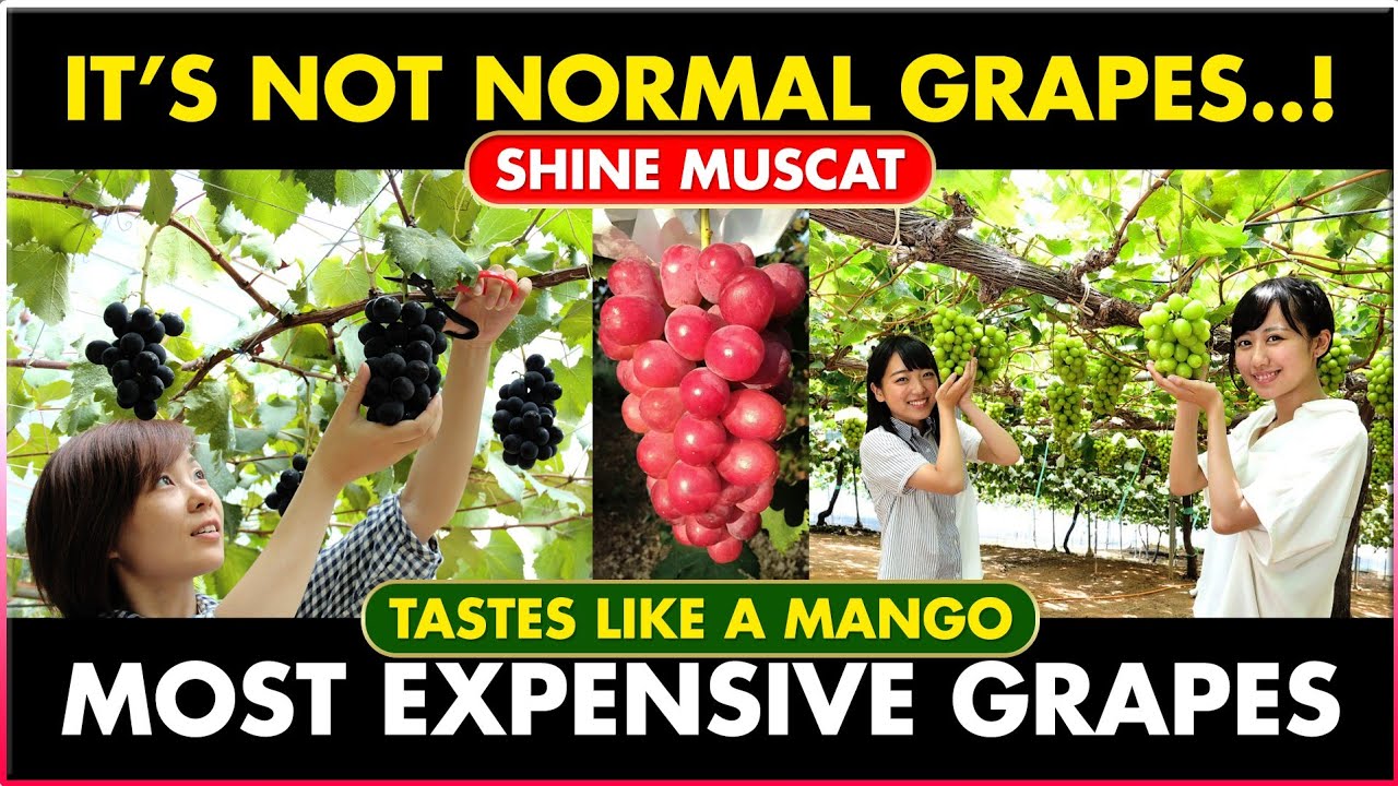 SHINE MUSCAT | Do you know about this fruit? Most expensive fruit in grapes