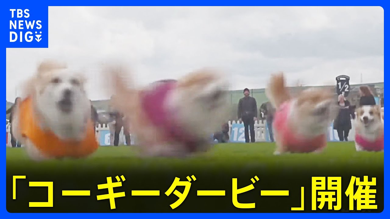 イギリスでコーギーダービー開催　優勝犬は“カモメを追いかけてトレーニング”｜TBS NEWS DIG