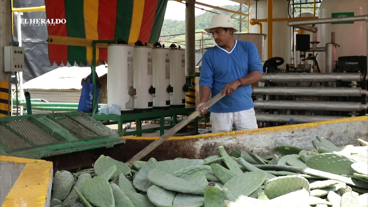 Biocombustible de nopal podr&iacute;a desplazar a la gasolina; reportaje de El Heraldo TV