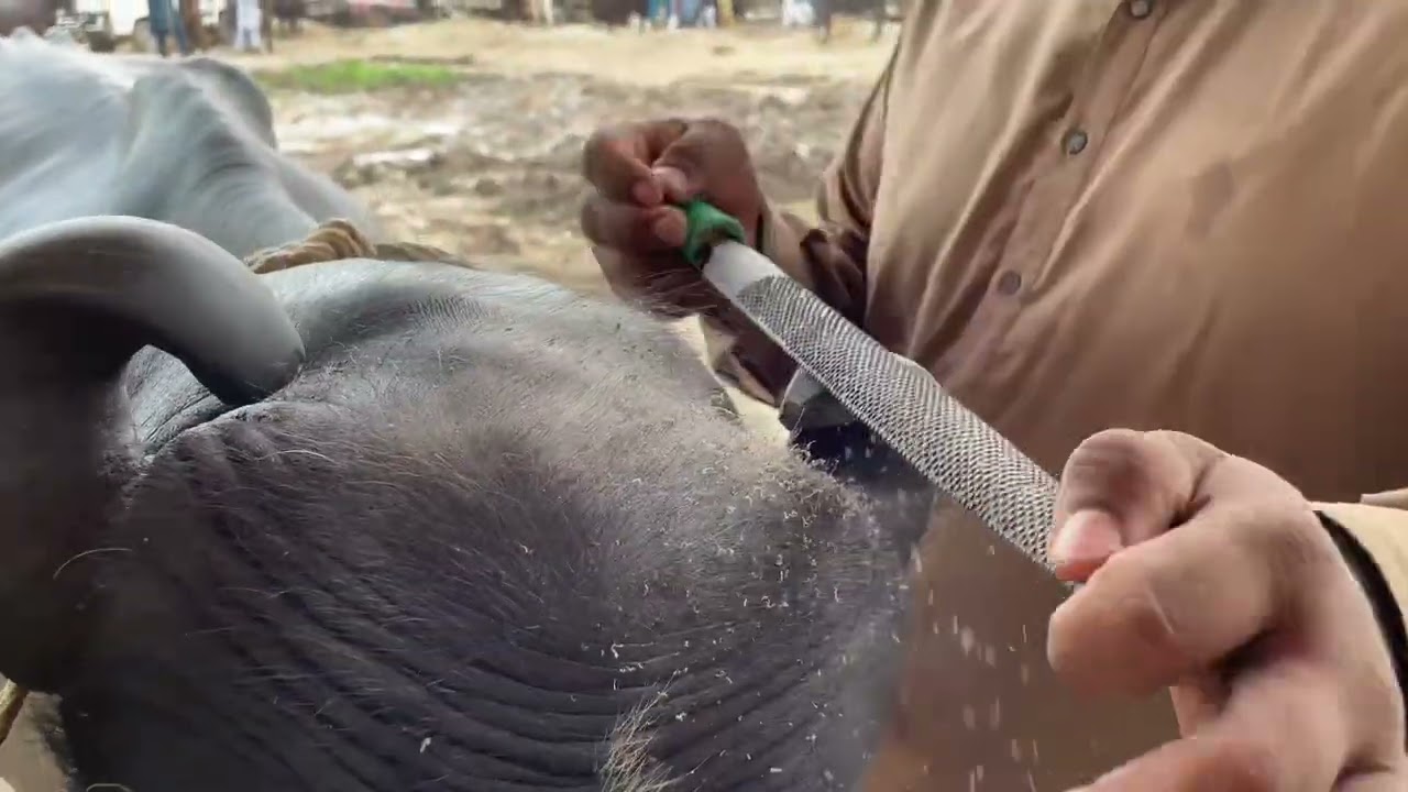 Buffalo reshaped Horng 