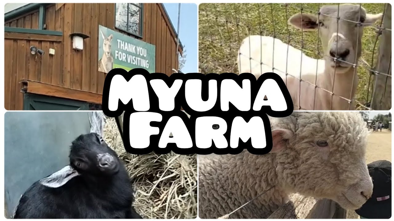 Myuna Farm| Melbourne Australia| farm| animals| |family activity|petting farm (2023)