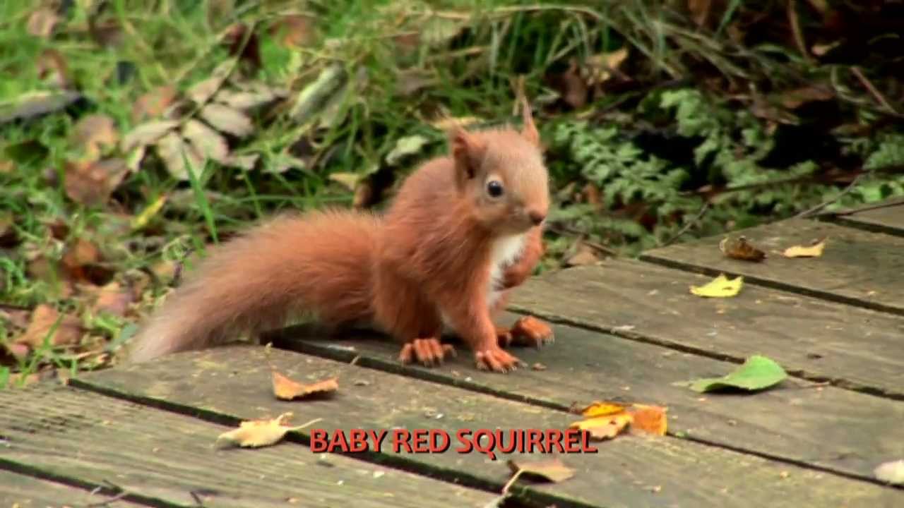 SCOTTISH RED SQUIRRELS