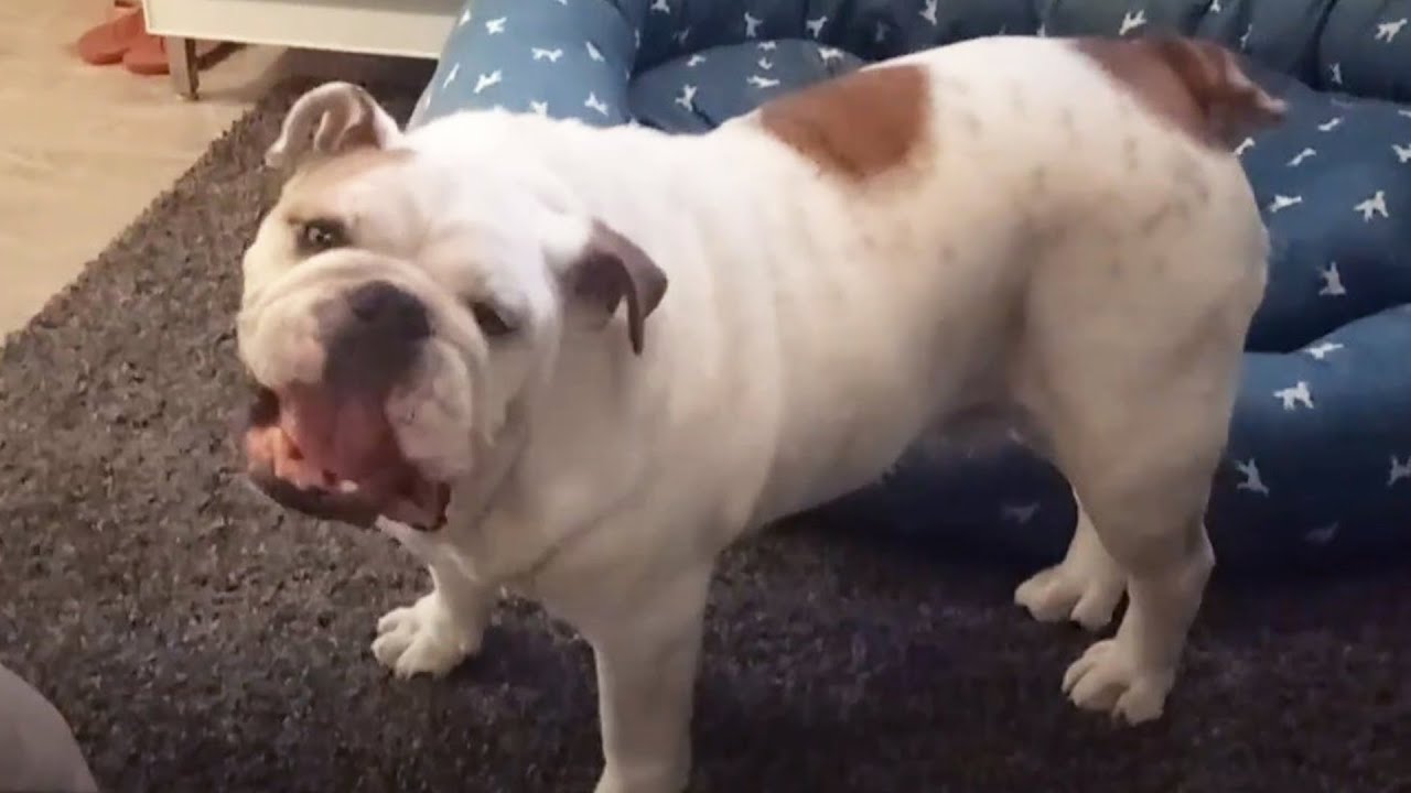 Porkchop the Bulldog Delivers Hilarious Response to 