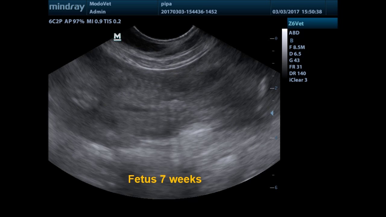 Ultrasound canine fetus development