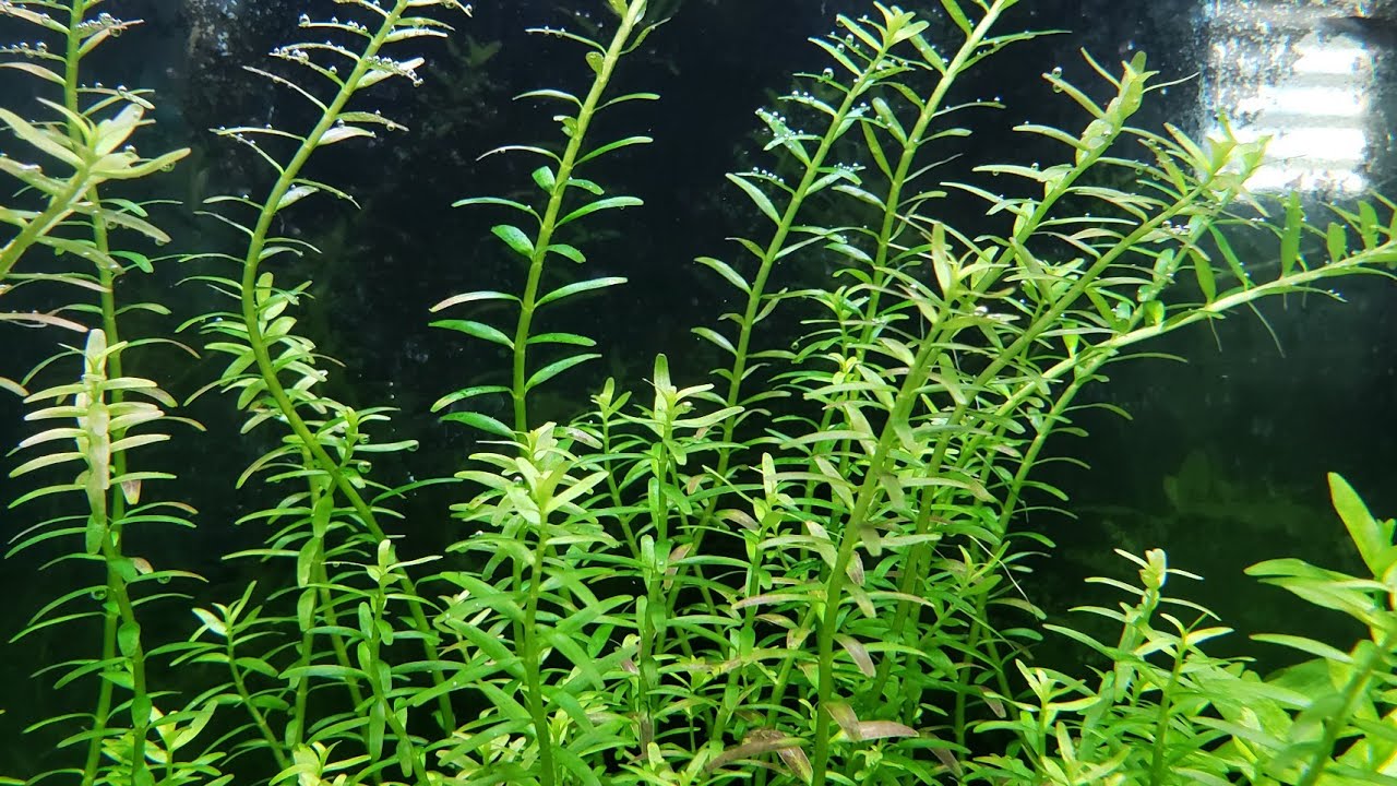 Ficha de Plantas: (Rotala Rotundifolia).