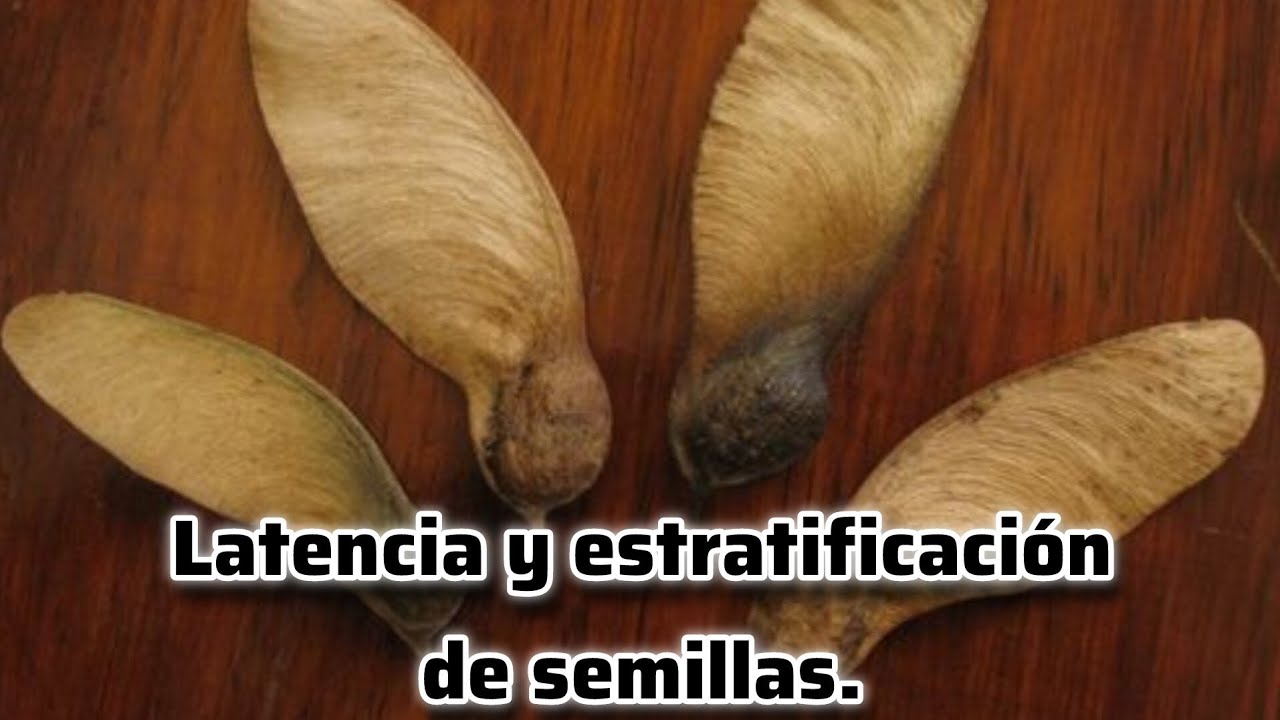 Latencia y estratificacion de semillas!