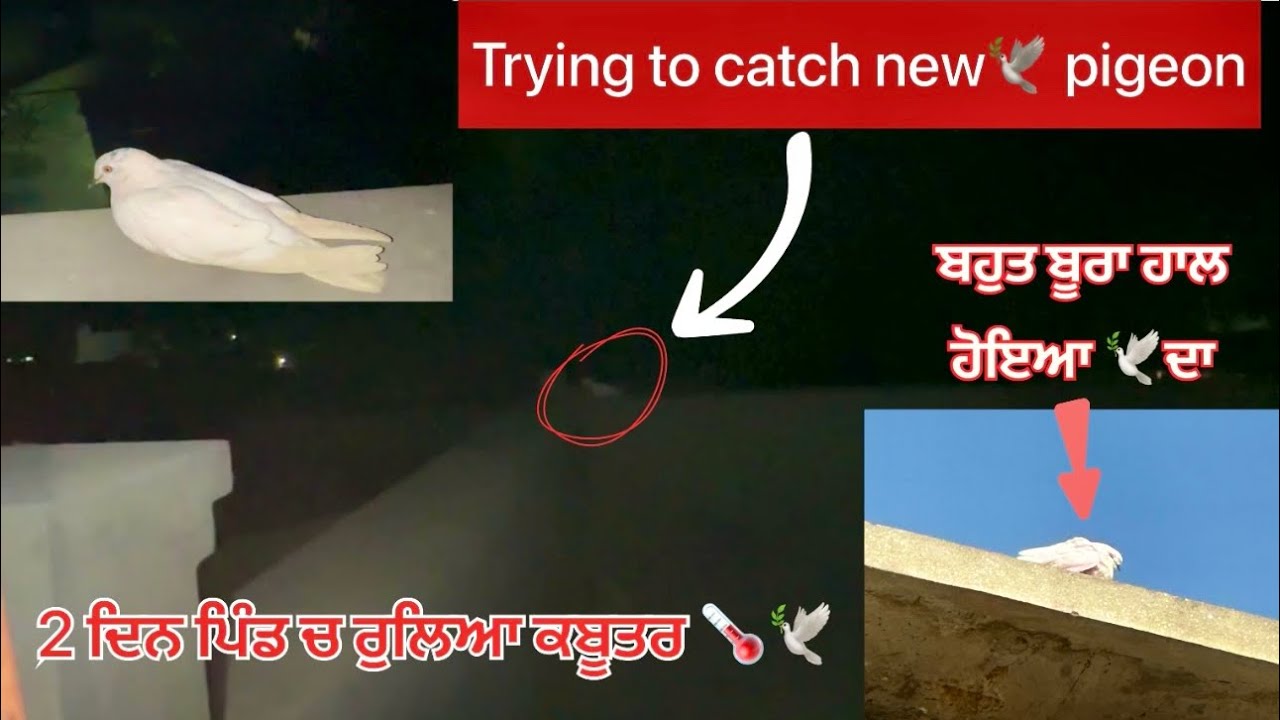 Trying to catch new 🕊️ pigeon || ਨਵਾਂ ਕਬੂਤਰ ਆਇਆ ਆਪਣੇ ਪਿੰਡ || ਦੋ ਦਿਨ ਰੁਲਿਆ || ਦੋਖੋ ਕਿਵੇਂ ਫੜਿਆ….