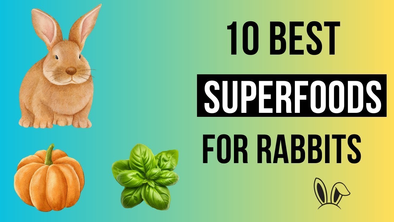 Top 10 Superfoods for Your Rabbit, a healty bunny 2024
