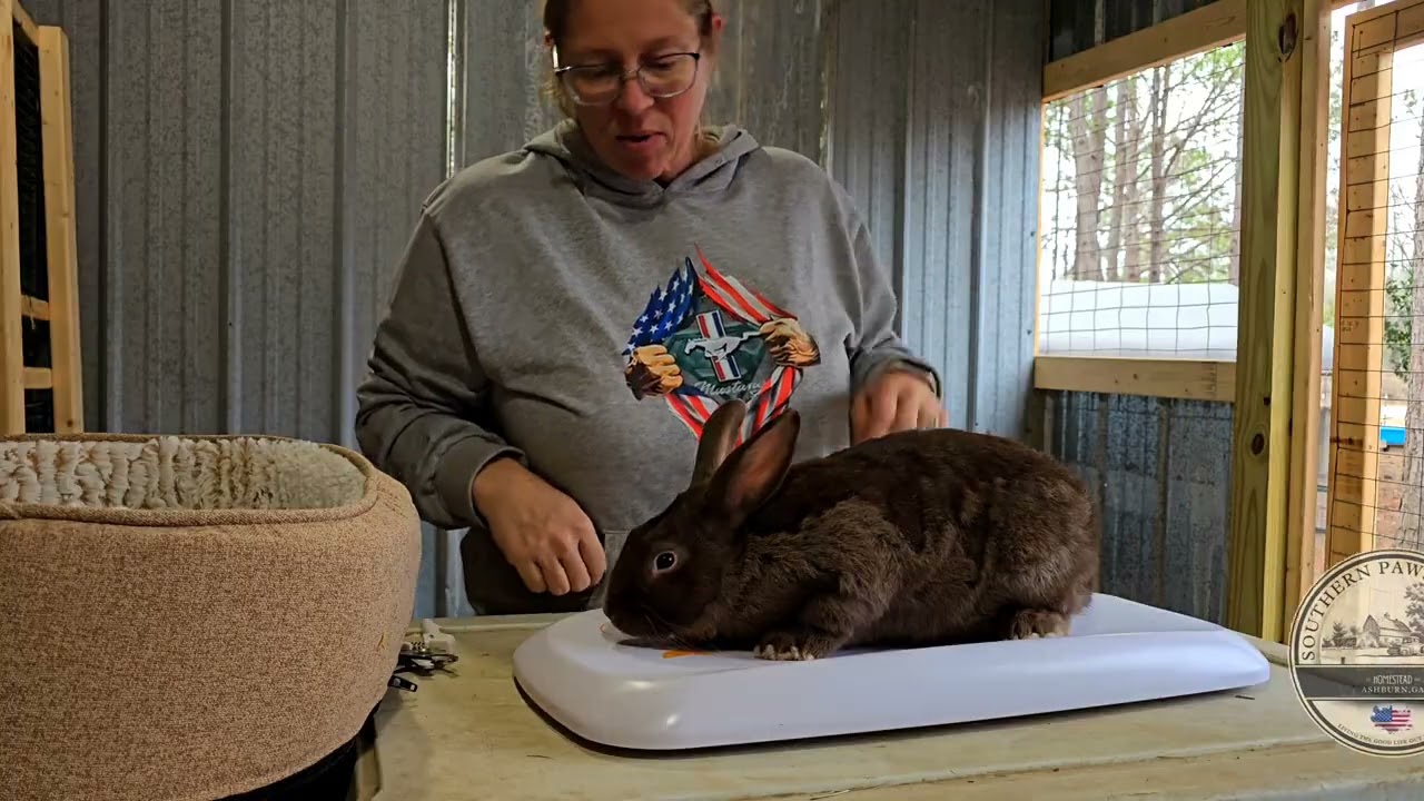 Rabbit cam: weekly weigh-in for the Tamuks