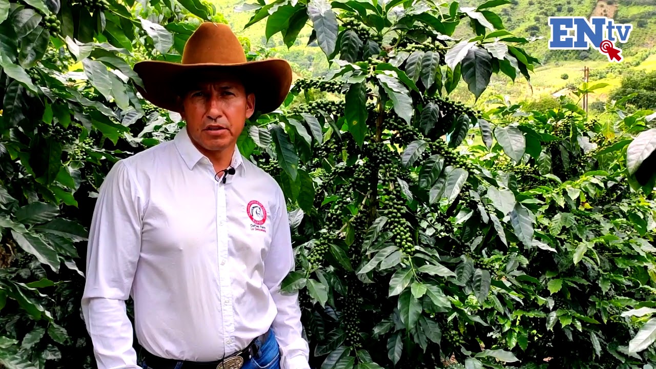 Producción de café en Imbabura y Carchi | ENtv