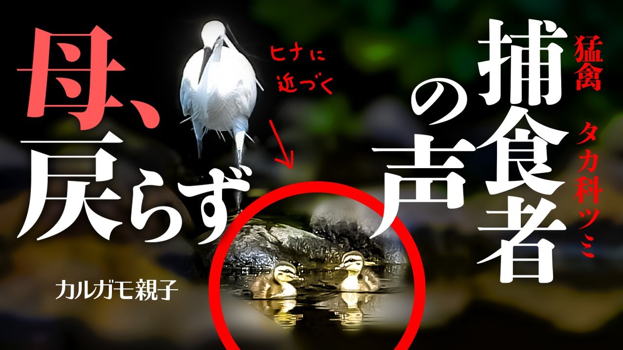 0527C④【置き去りヒナ】母カモ戻らず育児放棄?猛禽類に食べられた?タカ科ツミ鳴き声。コサギの捕食、雛鳥に近づく。カルガモ親子の悲話【野鳥撮影と観察解説】身近な生き物語