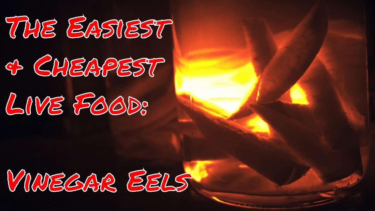 How To Basics: Vinegar Eels - The Easiest Live Fish Food