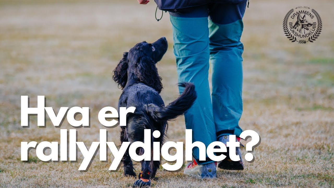 Hva er rallylydighet?