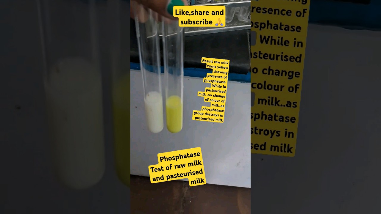 #dairytechnology#milk#science#ignou#sciencefacts phosphatase test for pasteurised milk and raw milk