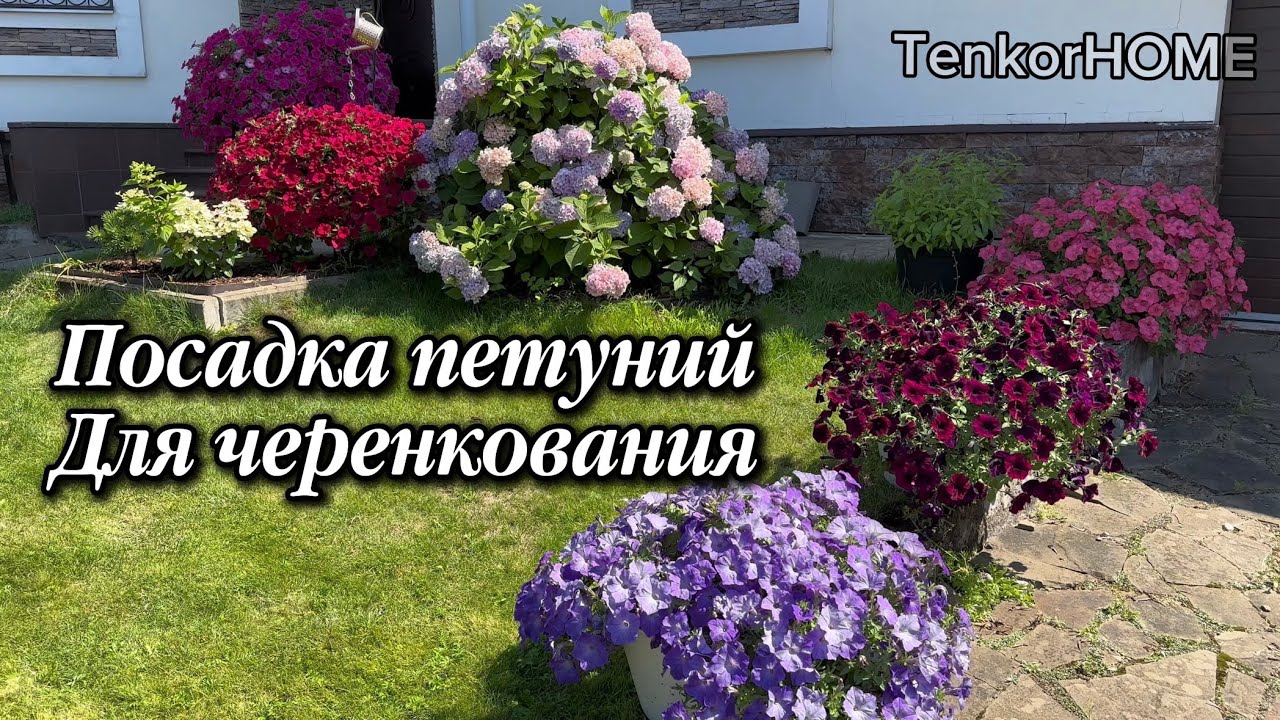 21 января 2026г. Посадка петуний