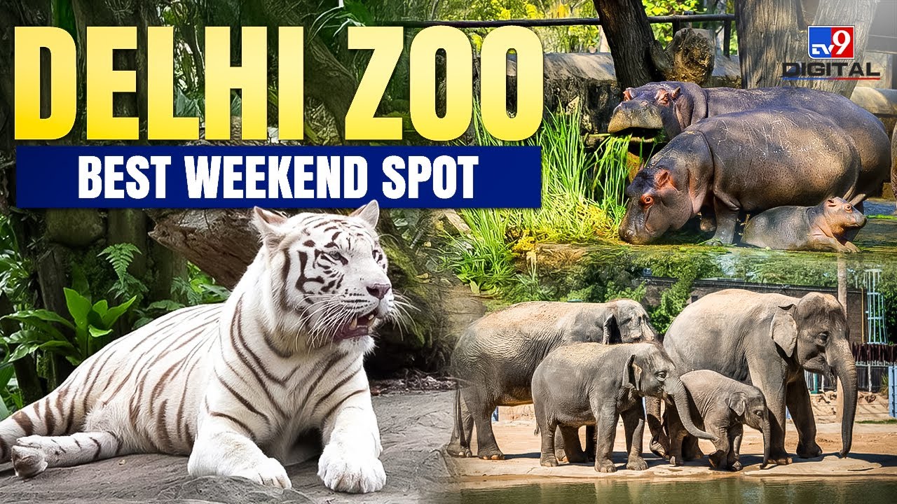 Delhi Zoo Short Tour | Winter Outing Destination | Delhi Winter travel guide #travelvlog