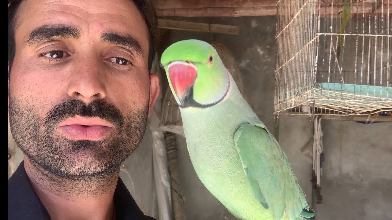 Talking green parrot ring neck talking parrot 