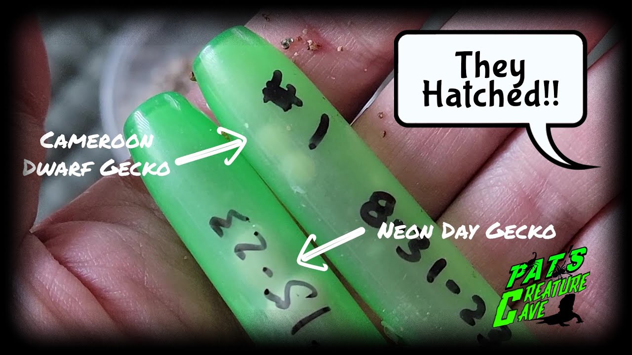Baby Geckos hatching like crazy, reptile room updates & plans