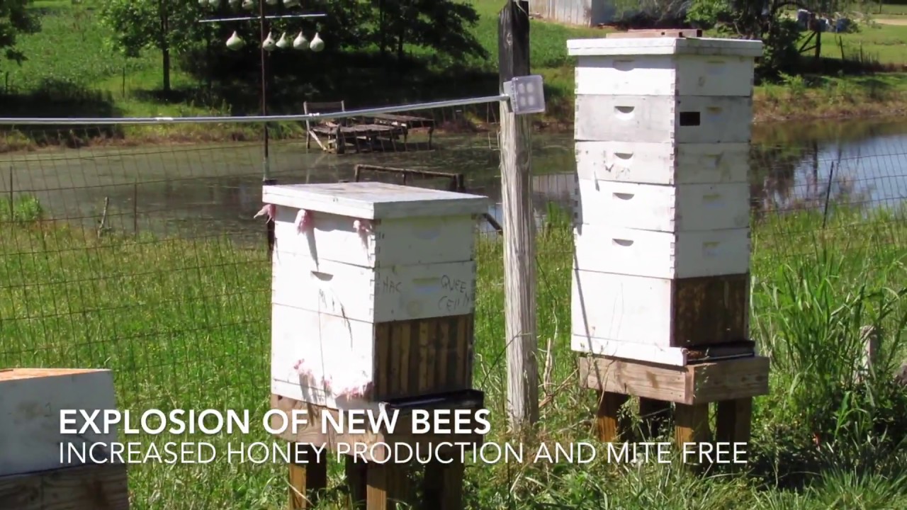 Mighty Mite Killer Installation Demo - Bee Hive Thermal Industries