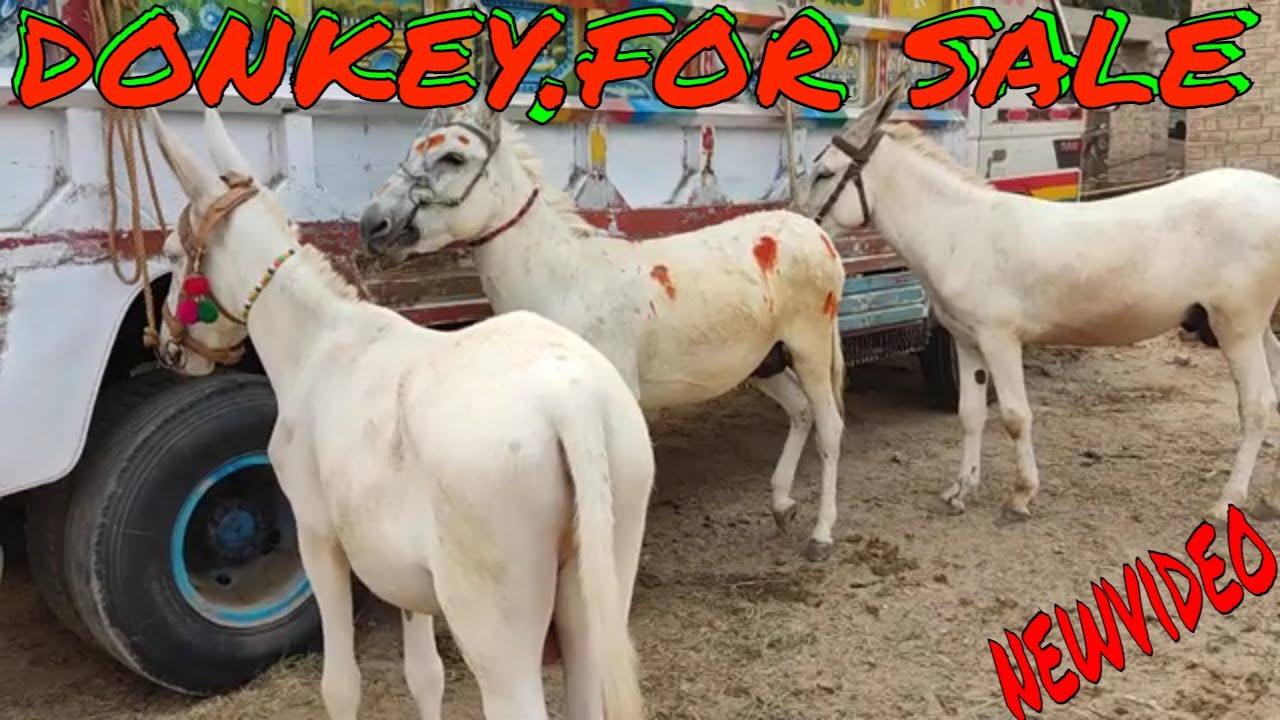 donkey beast donkey good . update tandala mandi// donkey for sale//:World Animal PhotoGraphy