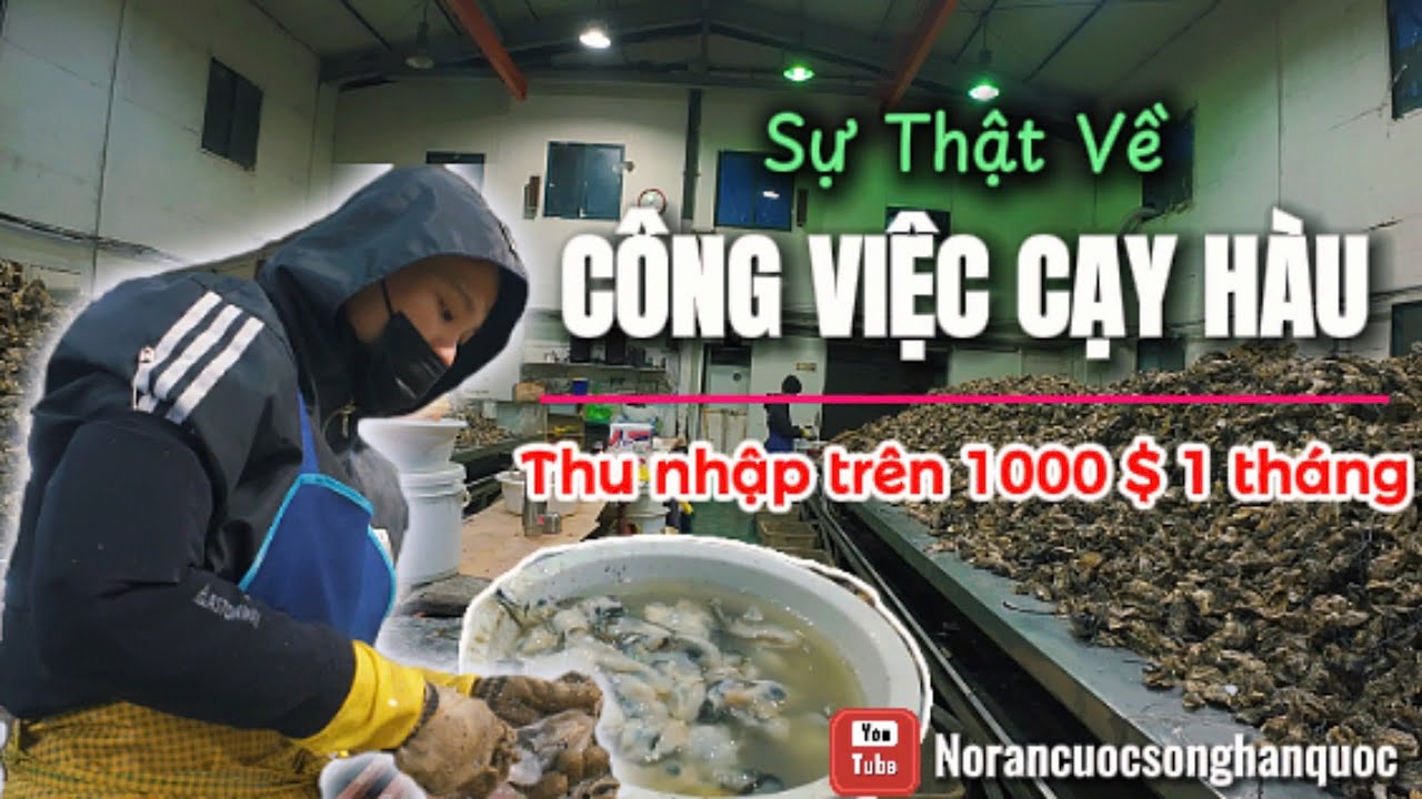 CÔNG VIỆC CẠY HÀU THU NHẬP TRÊN 1000$ Ở HÀN QUỐC