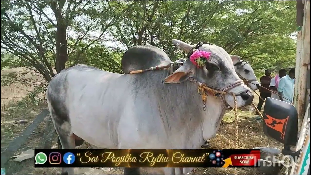 🏆🏅సత్యనారాయణ కోప్పోలు గారి సీనియర్స్ గీత్తలు నల్గొండ జిల్లా..2000*🌼🌼🌼🌼🌼🌼🌼🌼🌼🌼🌼🌼🌼🎖️
